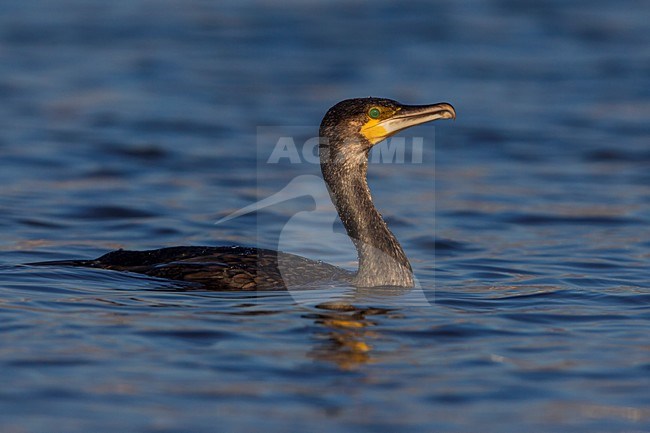 Cormorano; Great Cormorant; Phalacrocorax carbo sinensis stock-image by Agami/Daniele Occhiato,