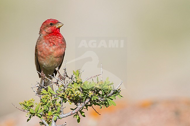 Common Rosefinch - Karmingimpel - Carpodacus erythrinus ssp. ferghanensis, Kazakhstan, adult male stock-image by Agami/Ralph Martin,