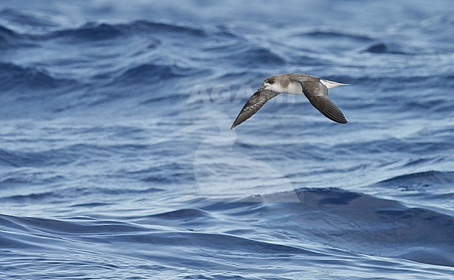 Desertas Petrel (Pterodroma deserta) Madeira Portugal August 2012 stock-image by Agami/Markus Varesvuo,