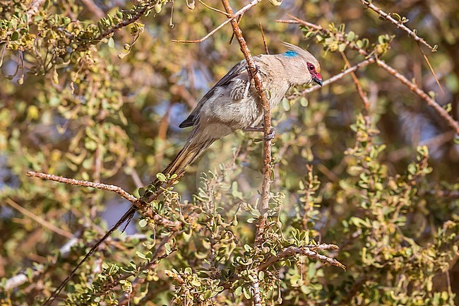 Adult Blue-naped Mousebird perched on a dense bush in Toujounine oasis, Adar, Mauritania. April 04, 2018. stock-image by Agami/Vincent Legrand,