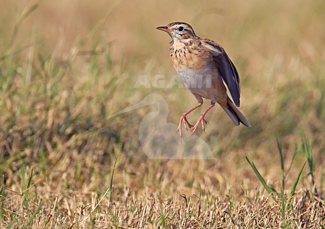 Grote Pieper in vlucht; Richards Pipit in flight stock-image by Agami/Markus Varesvuo,