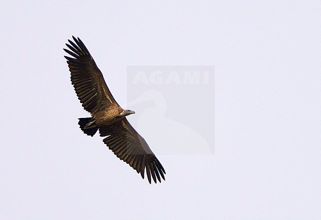 Endangered White-backed Vulture (Gyps africanus) in flight. stock-image by Agami/Dani Lopez-Velasco,