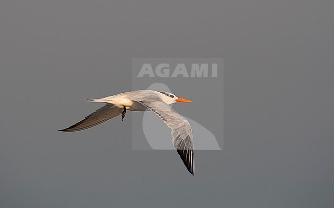 Royal Tern (Thalasseus maximus) in flight at Cape May, New Jersey, USA stock-image by Agami/Helge Sorensen,