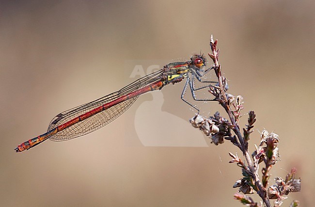 Adult male Large Red Damselfly (Pyrrhosoma nymphula) resting on heather at the Hatertse Vennen in the Netherlands. stock-image by Agami/Fazal Sardar,