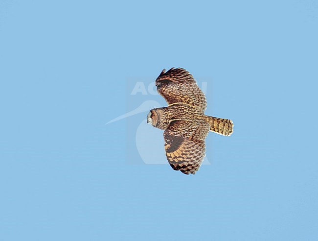 Ransuil in de vlucht; Long-eared Owl in flight stock-image by Agami/Markus Varesvuo,