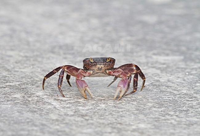 Kleine Wenkkrab, Little Fiddler crab stock-image by Agami/Pete Morris,