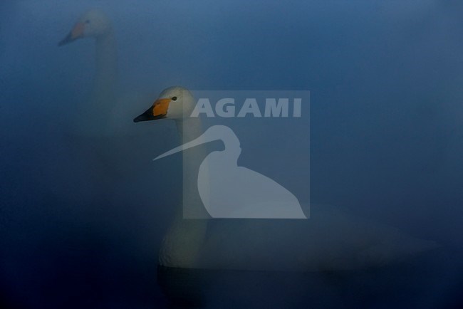 Wilde Zwaan in mist, Whooper swan in fog stock-image by Agami/Markus Varesvuo,