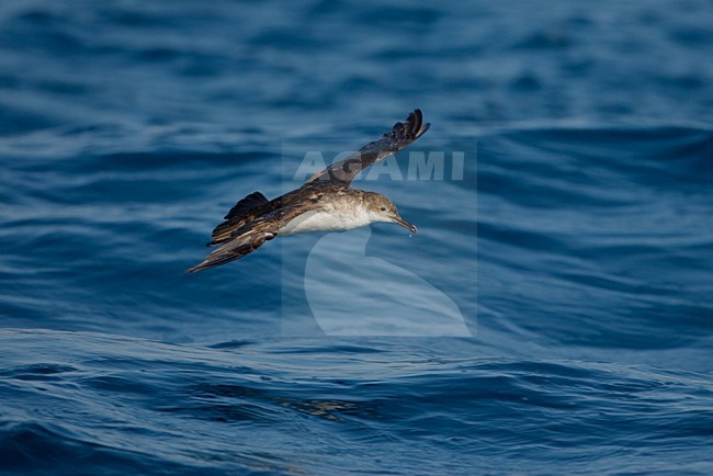 Yelkouanpijlstormvogel in de vlucht; Yelkouan Shearwater in flight stock-image by Agami/Daniele Occhiato,