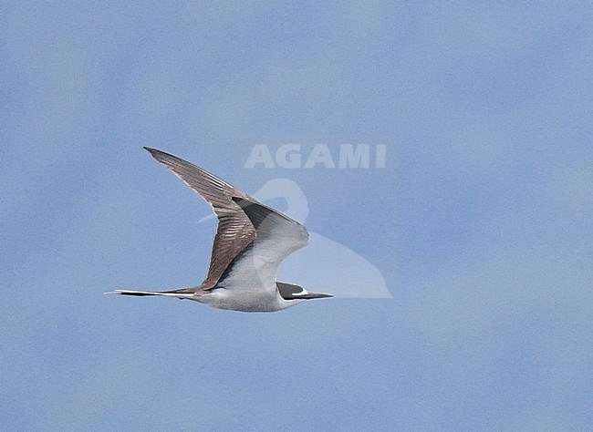 Bridled Tern (Onychoprion anaethetus anaethetus) in flight over the sea off Waigeo, West Papua, Indonesia. stock-image by Agami/Laurens Steijn,