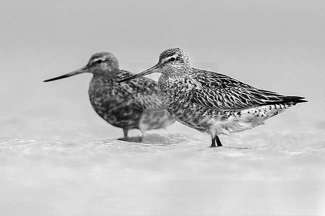 Black-and-white image of a two Bar-tailed Godwits (Limosa lapponica) standing in shallow water at the coast of Western Sahara. stock-image by Agami/Daniele Occhiato,