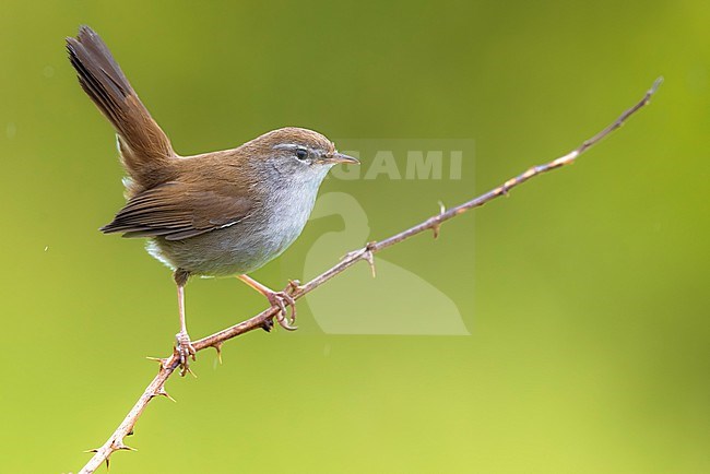 Cetti's Warbler, Cettia cetti, in Italy. Perched on a twig. stock-image by Agami/Daniele Occhiato,