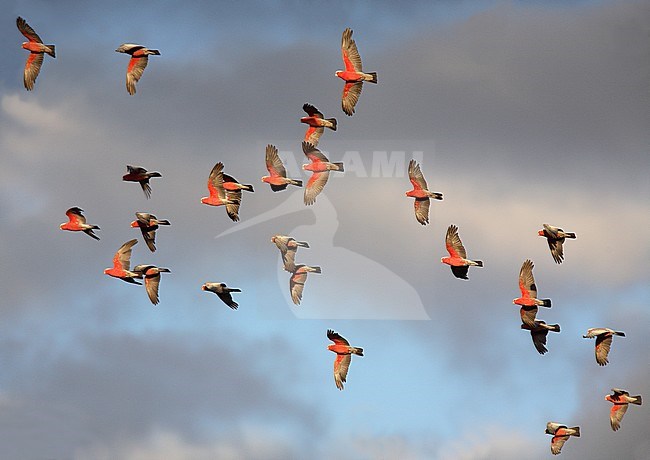 Galah (Eolophus roseicapilla) flock in flight stock-image by Agami/Andy & Gill Swash ,