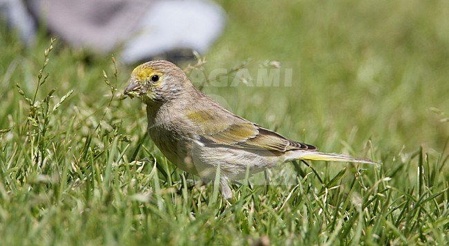 Foeragerende Syrische Kanarie; Foraging Syrian Serin stock-image by Agami/Markus Varesvuo,