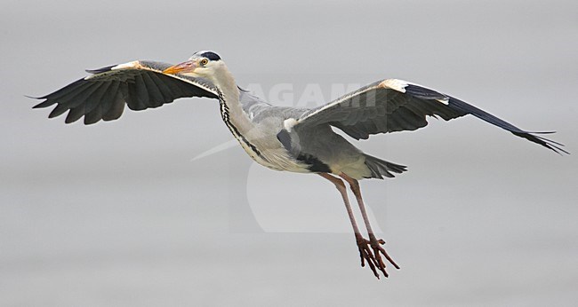 Blauwe Reiger vliegend; Grey Heron flying stock-image by Agami/Markus Varesvuo,
