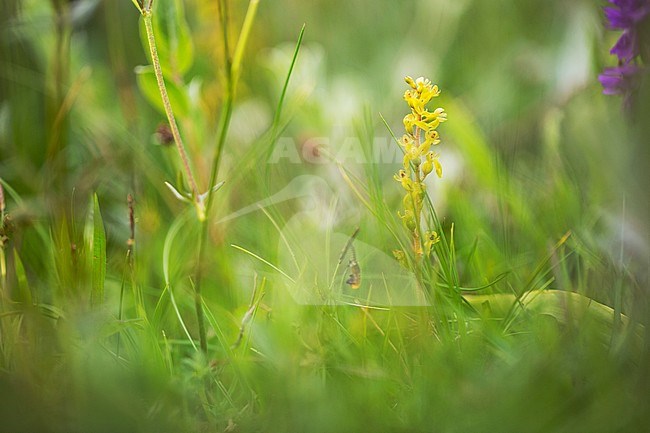 Common Twayblade flower stock-image by Agami/Wil Leurs,