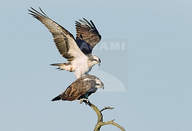 Visarend, Osprey (Pandion haliaetus) stock-image by Agami/Dick Forsman,