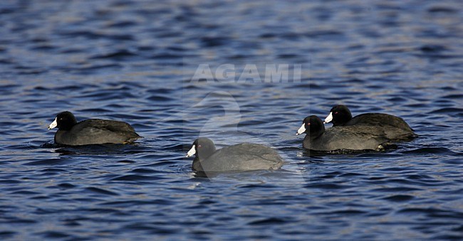 Amerikaanse Meerkoet, American Coot, Fulica americana stock-image by Agami/Hugh Harrop,