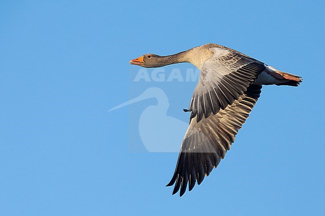 Greylag Goose (Anser anser), side view of an adult in flight, Northeastern Region, Iceland stock-image by Agami/Saverio Gatto,