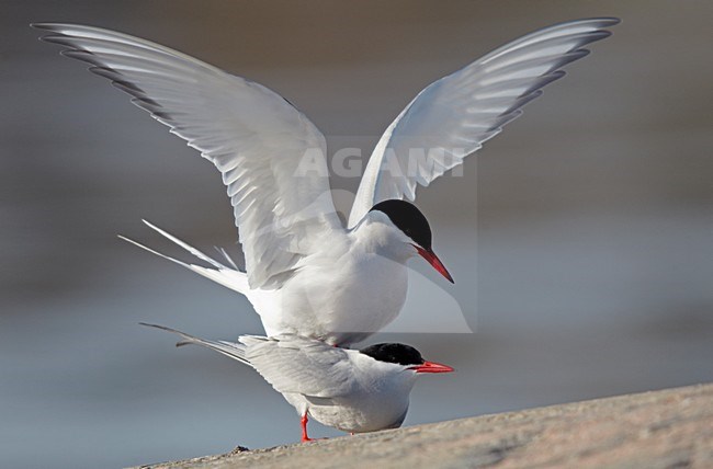 Parende Noordse Sterns, Mating Arctic Terns stock-image by Agami/Markus Varesvuo,