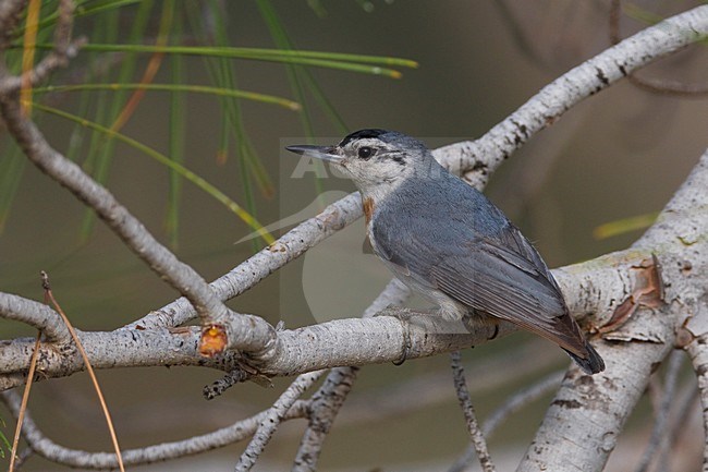 Turkse Boomklever zittend; Krupers Nuthatch perched stock-image by Agami/Daniele Occhiato,