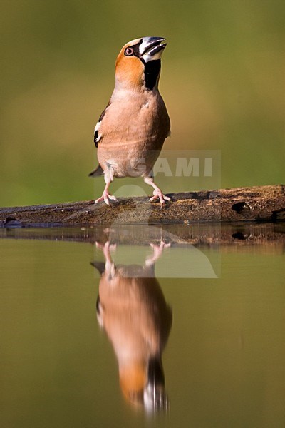 Appelvink bij drinkplaats; Hawfinch at drinking site stock-image by Agami/Marc Guyt,