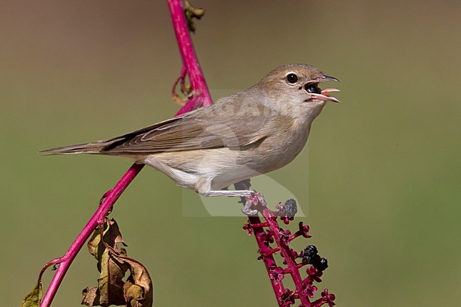 Tuinfluiter foeragerend op bessen; Garden Warbler foraging on berries stock-image by Agami/Daniele Occhiato,