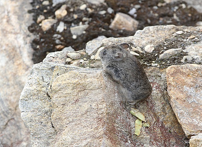 Large-eared pika (Ochotona macrotis) resting on a rock in mountainous region in Tibet, China. stock-image by Agami/James Eaton,