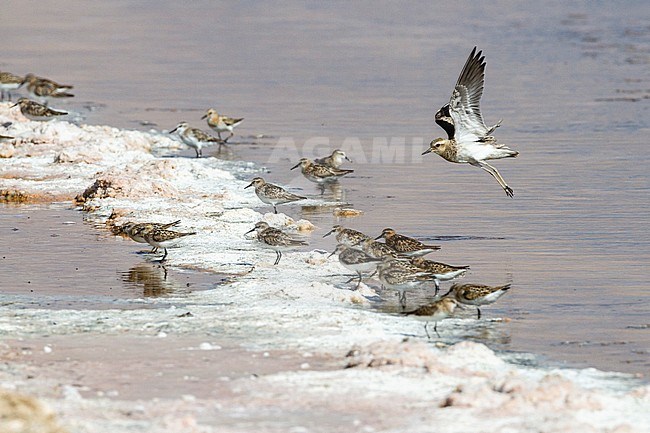 Kaspische Plevier; Caspian Plover; Charadrius asiaticus stock-image by Agami/Yoav Perlman,