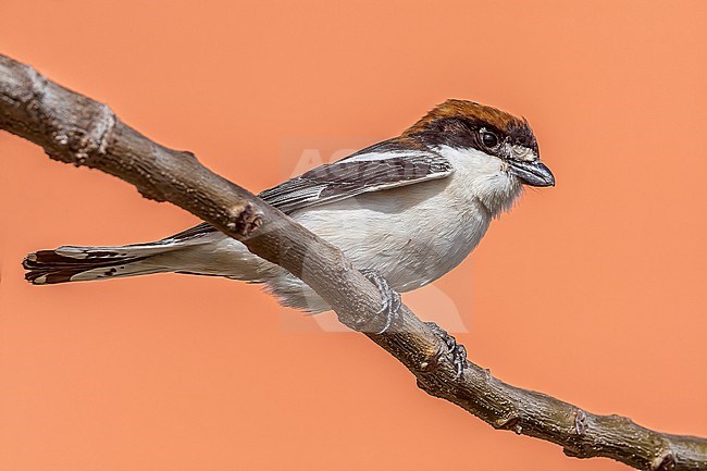 First-summer male Whoodchat Shrike (Lanius senator) perched on a bush in Shams Alam Beach Resort, Marsa Alam, Red Sea coast, Egypt. stock-image by Agami/Vincent Legrand,