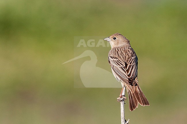 Bruinkopgors, Red-headed Bunting, Emberiza bruniceps stock-image by Agami/Arend Wassink,