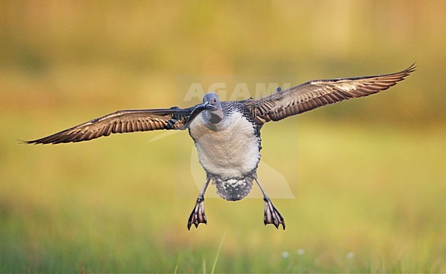 Roodkeelduiker met vis; Red-throated Loon with fish stock-image by Agami/Markus Varesvuo,