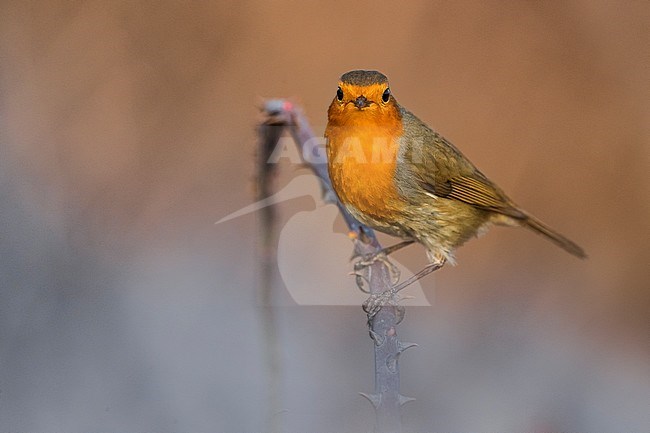 Wintering European Robin (Erithacus rubecula) in Italy. Perched on a small twig against a colourful background. stock-image by Agami/Daniele Occhiato,