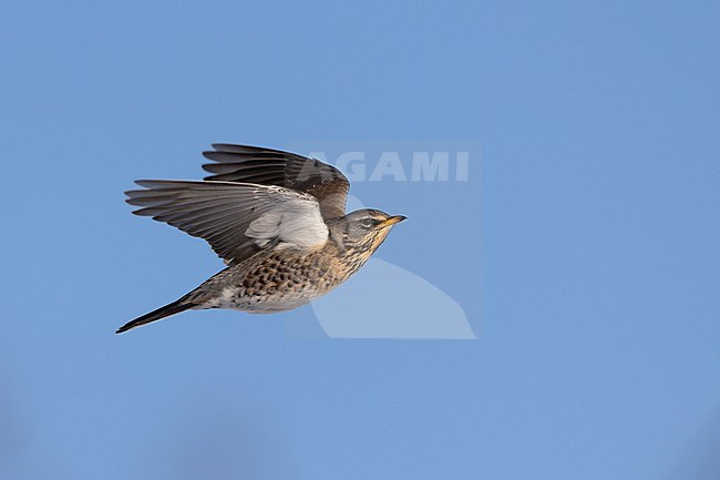 Fieldfare (Turdus pilaris) in flight at Rudersdal, Denmark stock-image by Agami/Helge Sorensen,