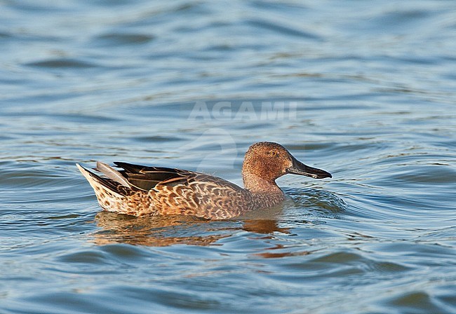 Kaneeltaling in najaarskleed; Cinnamon Teal (Anas cyanoptera) swimming in autumn plumage stock-image by Agami/Marc Guyt,