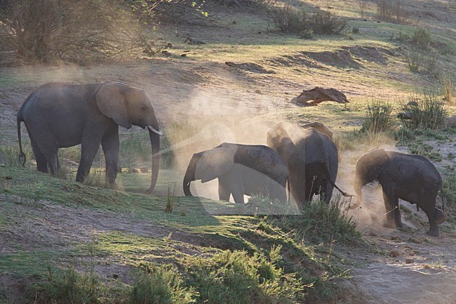 Afrikaanse Olifant in het Kruger Park; African Elephant at Kruger Park stock-image by Agami/Marc Guyt,