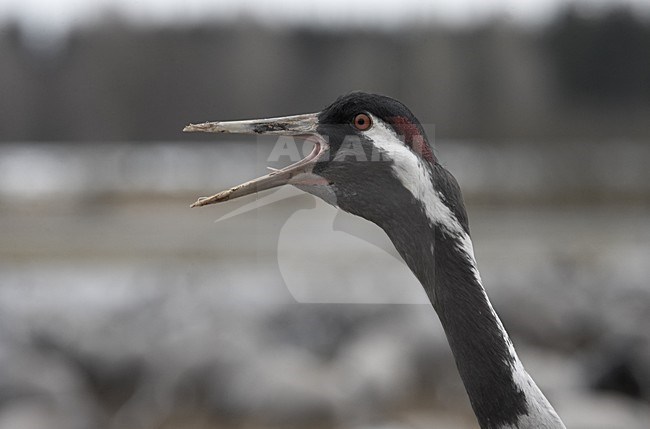 Common Crane adult calling; Kraanvogel volwassen roepend stock-image by Agami/Jari Peltomäki,