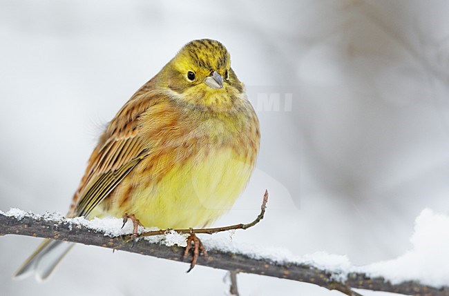 Volwassen mannetje Geelgors in de winter; Adult male Yellowhammer in winter stock-image by Agami/Markus Varesvuo,