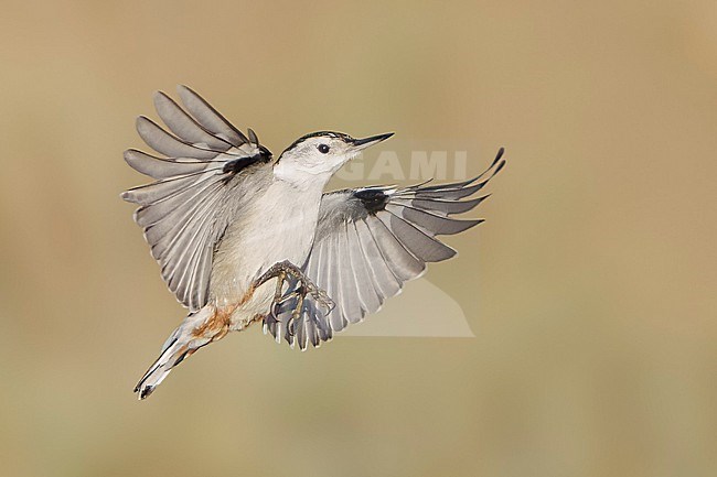 Adult male
Santa Barbara Co., CA
November 2021 stock-image by Agami/Brian E Small,