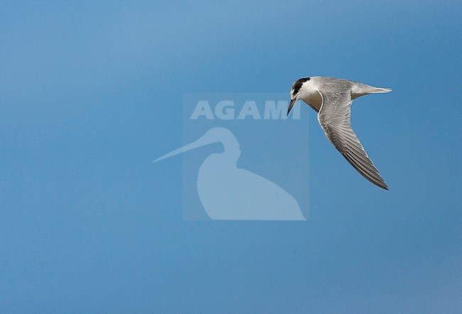First-winter Little Tern (Sternula albifrons) in flight in southern Spain during against a beautiful autumn blue sky. stock-image by Agami/Marc Guyt,
