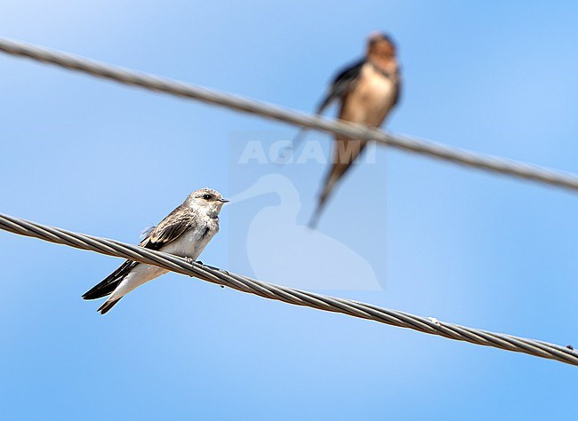 Pale Martin (Riparia diluta) during autumn migration in Mongolia. stock-image by Agami/Dani Lopez-Velasco,