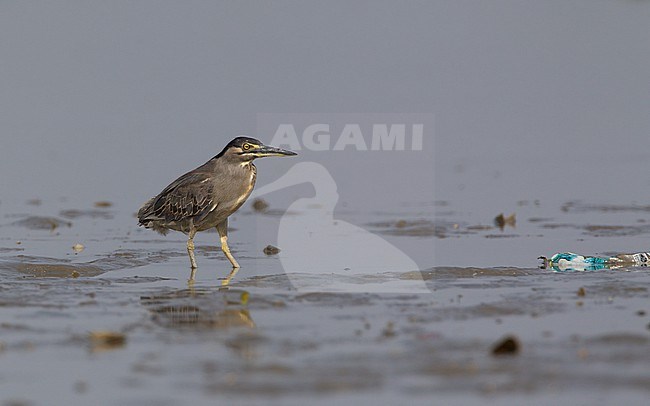 Striated Heron (Butorides striata), hunting a low tide in Laem Pak Bia, Thailand stock-image by Agami/Helge Sorensen,