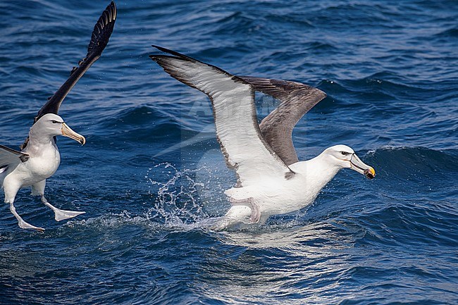 Adult White-capped Albatross (Thalassarche steadi) attacked by a Salvin’s Albatross during a chumming session off the Chatham Islands, New Zealand. stock-image by Agami/Marc Guyt,