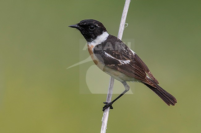 Aziatische Roodborsttapuit; Siberian Stonechat stock-image by Agami/Daniele Occhiato,