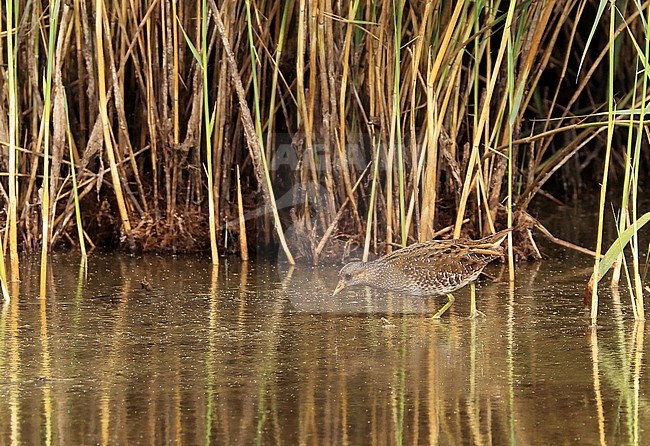 Tijdens aanhoudend lage waterstanden laat het porseleinhoen zich regelmatig zien. stock-image by Agami/Jacques van der Neut,