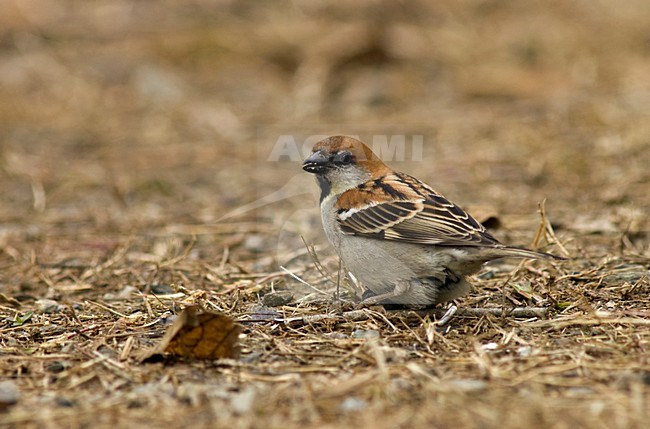 Foeragerende Roodkopmus; Foraging Russet Sparrow stock-image by Agami/Marc Guyt,