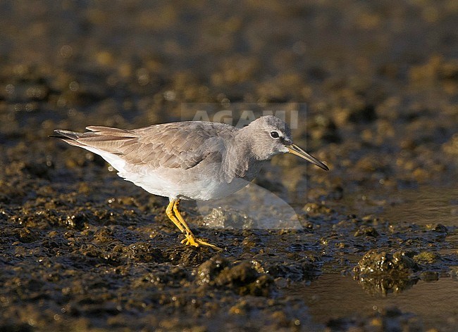 First-winter Grey-tailed Tattler (Tringa brevipes), as a vagrant on Terceira stock-image by Agami/David Monticelli,