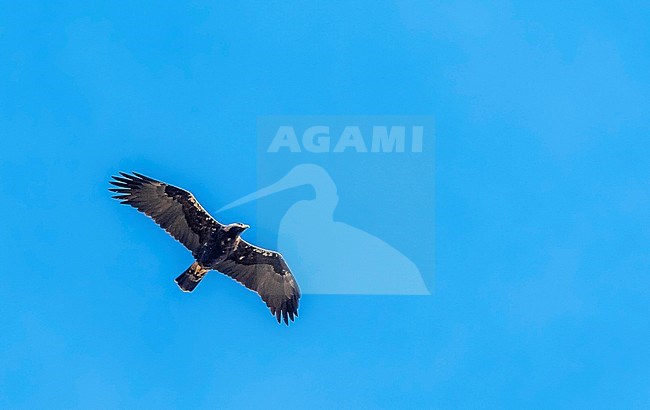 Adult Spanish Imperial Eagle flying over Sierra Morena, Spain. February 2010. stock-image by Agami/Vincent Legrand,