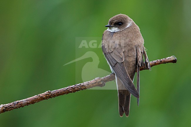 Oeverzwaluw; Bank Swallow; Riparia riparia stock-image by Agami/Daniele Occhiato,