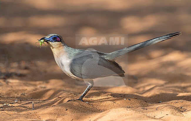 The Running Coua is a endemic species from the semiarid lowland forests of sw Madagascar. stock-image by Agami/Marc Guyt,