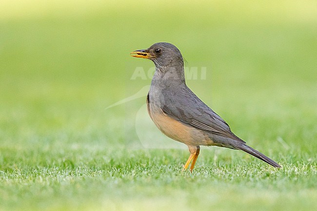 Olive Thrush (Turdus olivaceus), side view of an adult standing on the ground, Western Cape, South Africa stock-image by Agami/Saverio Gatto,